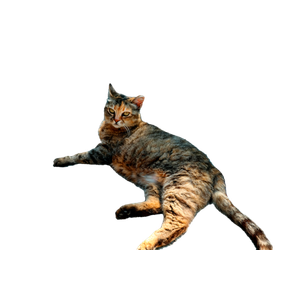A Calm Tabby Cat Laying On A Rocky Ground Outdoors In Bright Daylight. 15500 - Cat PNG image with transparent background
